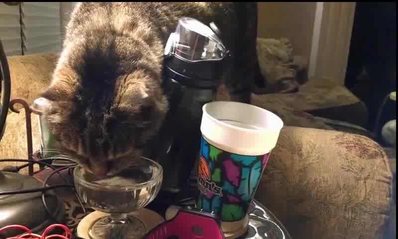 Funny Cat hahaha part 2