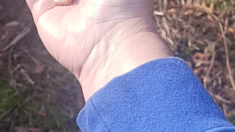 Bird thumb