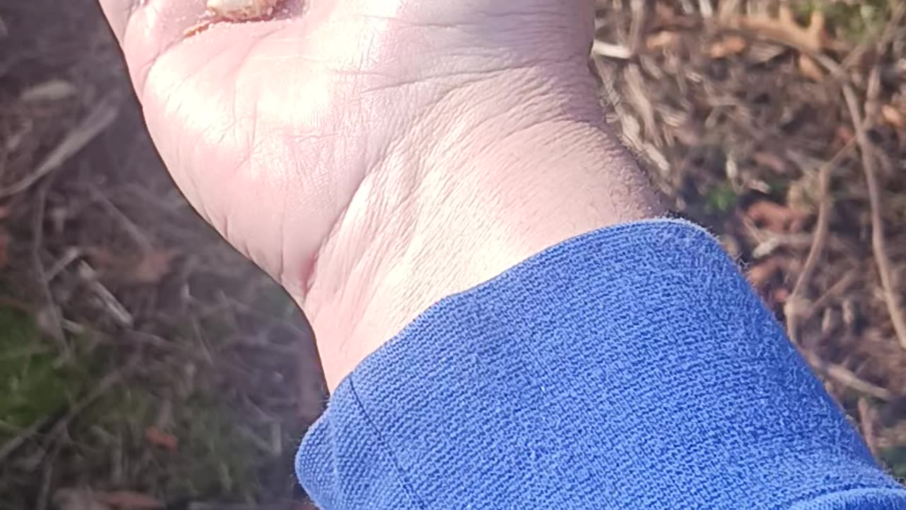 Bird thumb