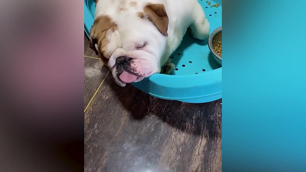 You probably HAVEN'T LAUGHED THAT HARD BEFORE! - Funny ANIMALS