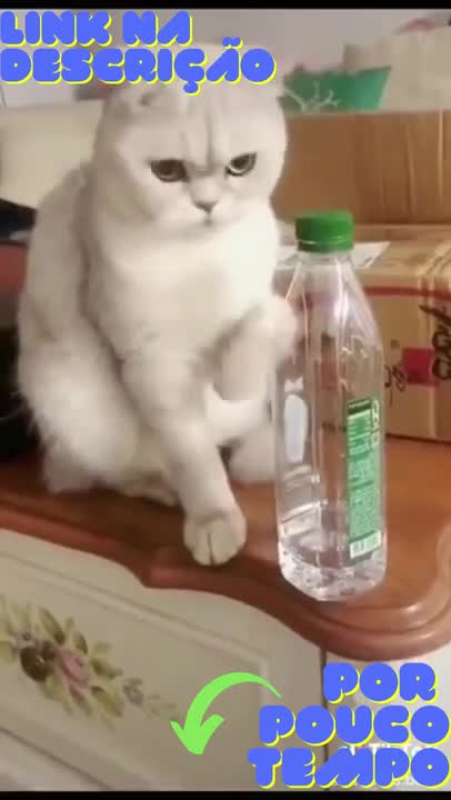 Cat taken playing with bottle | Funny gatitos [