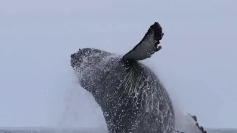 Blue Whale jumps out of water! #trendingshorts #whale #short