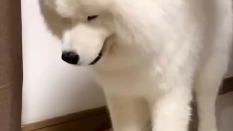 Funny dogs Part-3