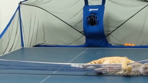 Let’s Admit It: Everyone Secretly Hates Cat