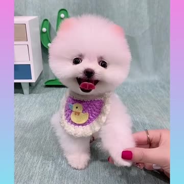 Omg so cute and funny dog my favorite dog lovely dog cutest dog famous dog