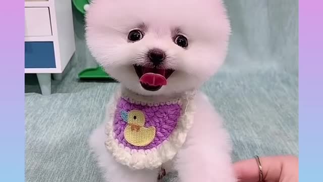 Omg so cute and funny dog my favorite dog lovely dog cutest dog famous dog