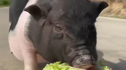 Pig and puppy