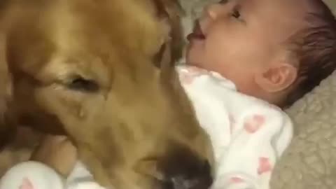 dog guards child