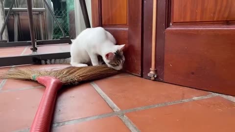 Cute cat kattins