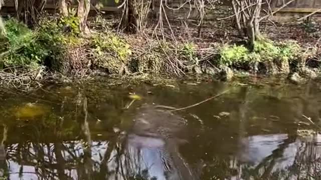 When your bowfishing and your neighbor calls the police