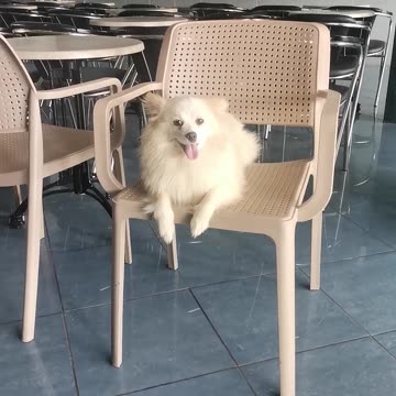 Funny dog