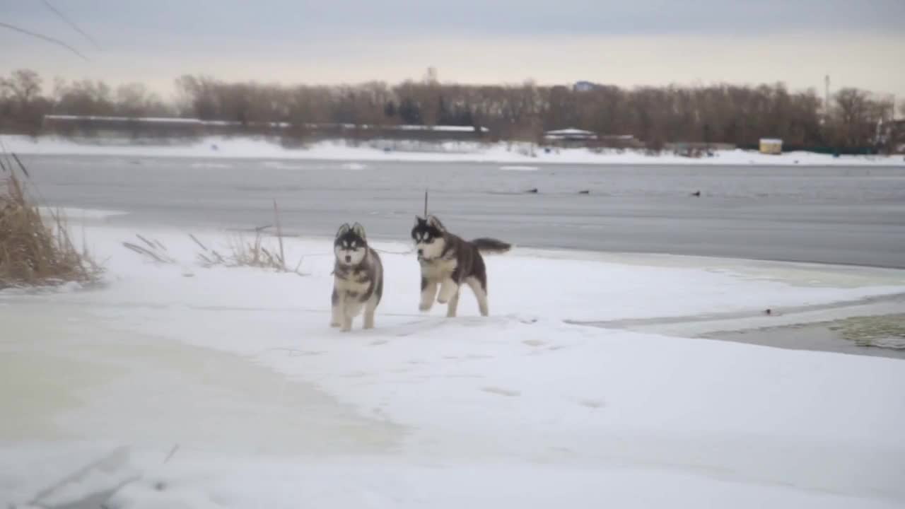 Winter landscape with pair of siberian husky malamute dogs playing outside at the beach