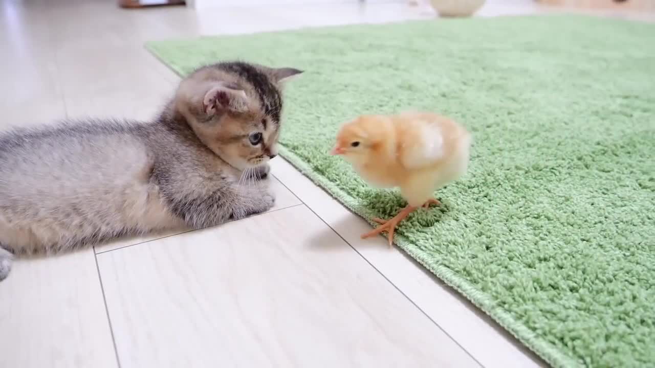 Does the cat have any thoughts?
