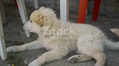 A cute puppy is pawing his side and looking at the camera stock video