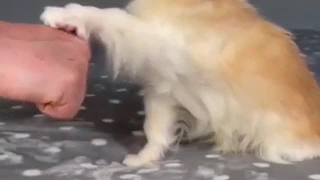 Top Funny Cute Dog Videos and TIKTOK Compilation #short