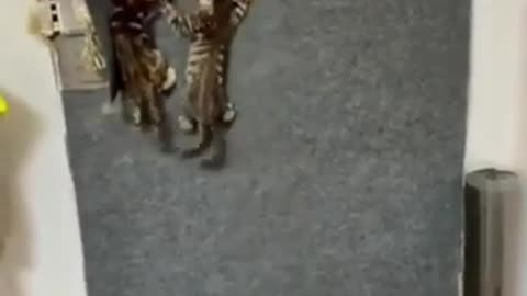 Funny Animals Video