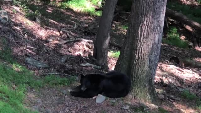 Mama Bear Naps While Cubs Play in Tree