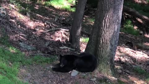 Mama Bear Naps While Cubs Play in Tree
