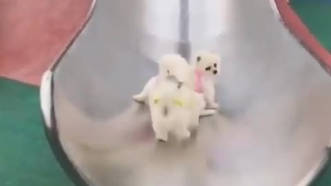 Discover the Real Cute Little Puppy