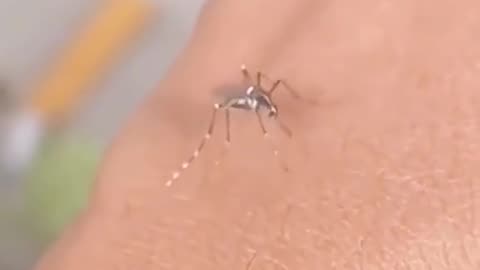 _Hilarious Mosquito Fails_ The Unsharpened Needle Edition_