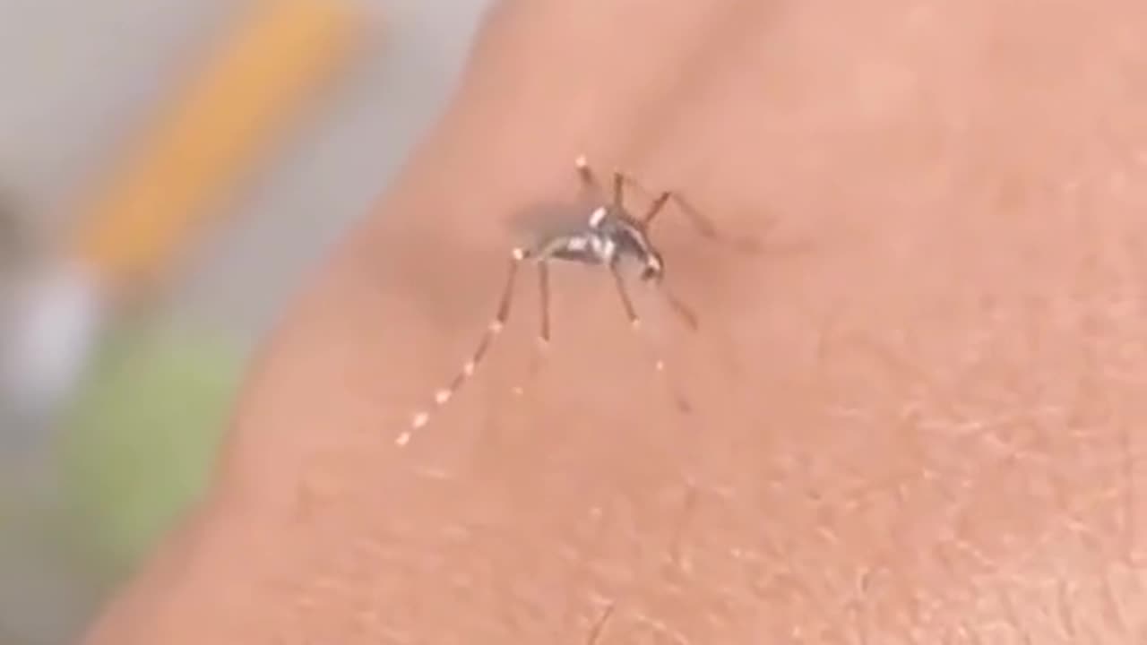 _Hilarious Mosquito Fails_ The Unsharpened Needle Edition_