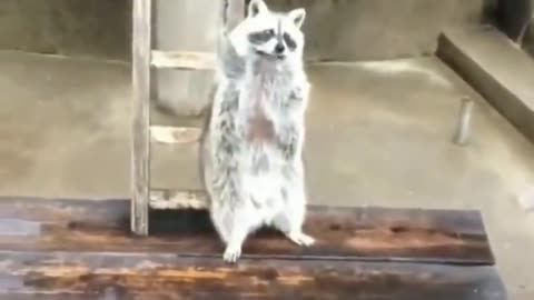 Respectful raccoon asking for food by raising hands from afar