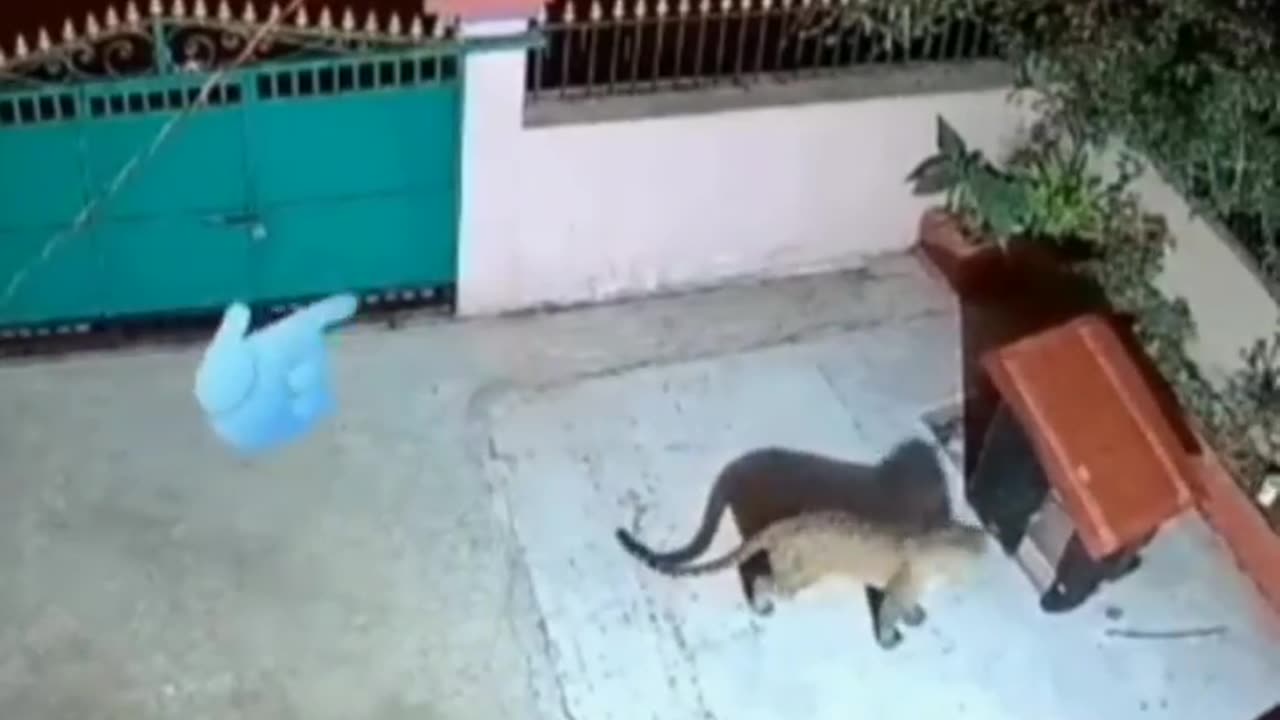 Dog killed by tiger