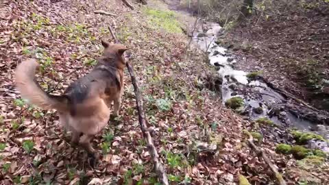 Dog brings a branch of tree in the forest.