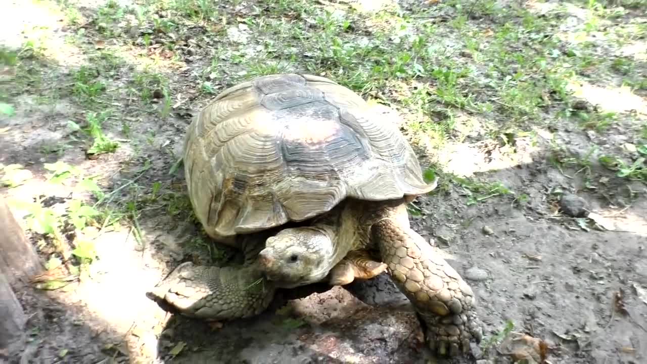 Kids rides in the zoo and feeds funny animals