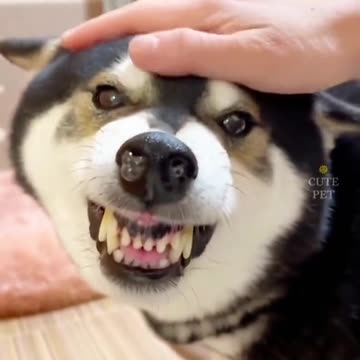 Funny Animal Video - Joy Funny Factory