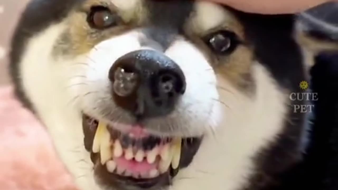 Funny Animal Video - Joy Funny Factory
