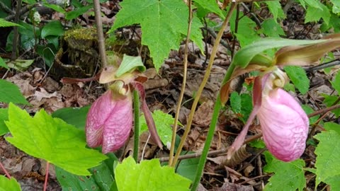 Slipper Orchids