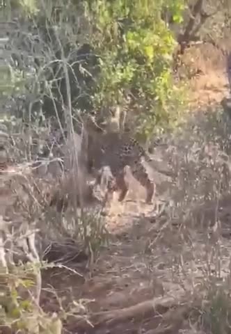 amazing animal videos in Ukraine #shorts 2022