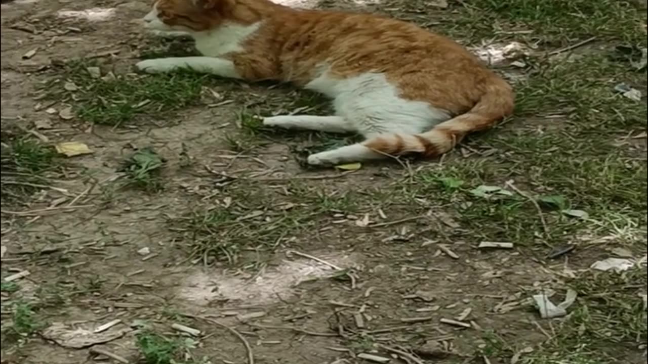 A cute and beautiful cat is resting