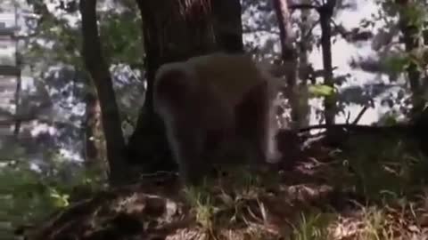 Wild Asia A Forest for All DOCUMENTARY Wildlife