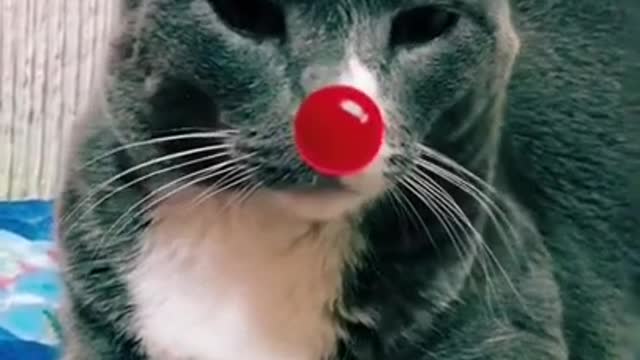 OMG So Cute Cats ,Cute & Funny Cats Doing Funny Things_OMG Cute & Funny Cats