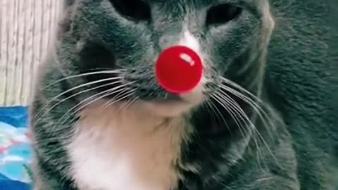 OMG So Cute Cats ,Cute & Funny Cats Doing Funny Things_OMG Cute & Funny Cats