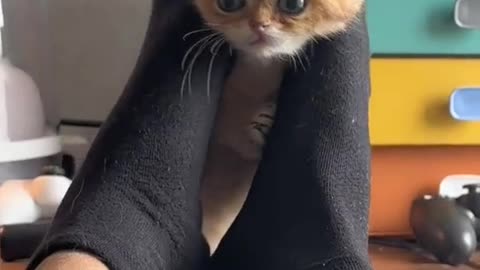 Cute kitten