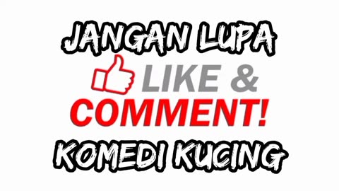 Kumpulan vidio kucing lucu bikin ngakak