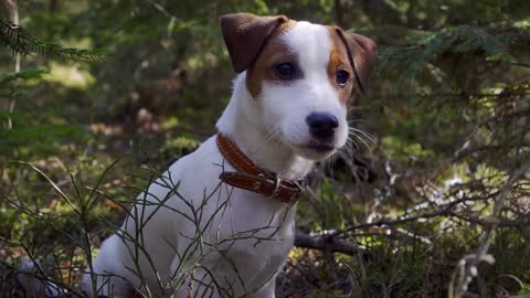 Jack Russell puppy sitting in the forest and very nervous