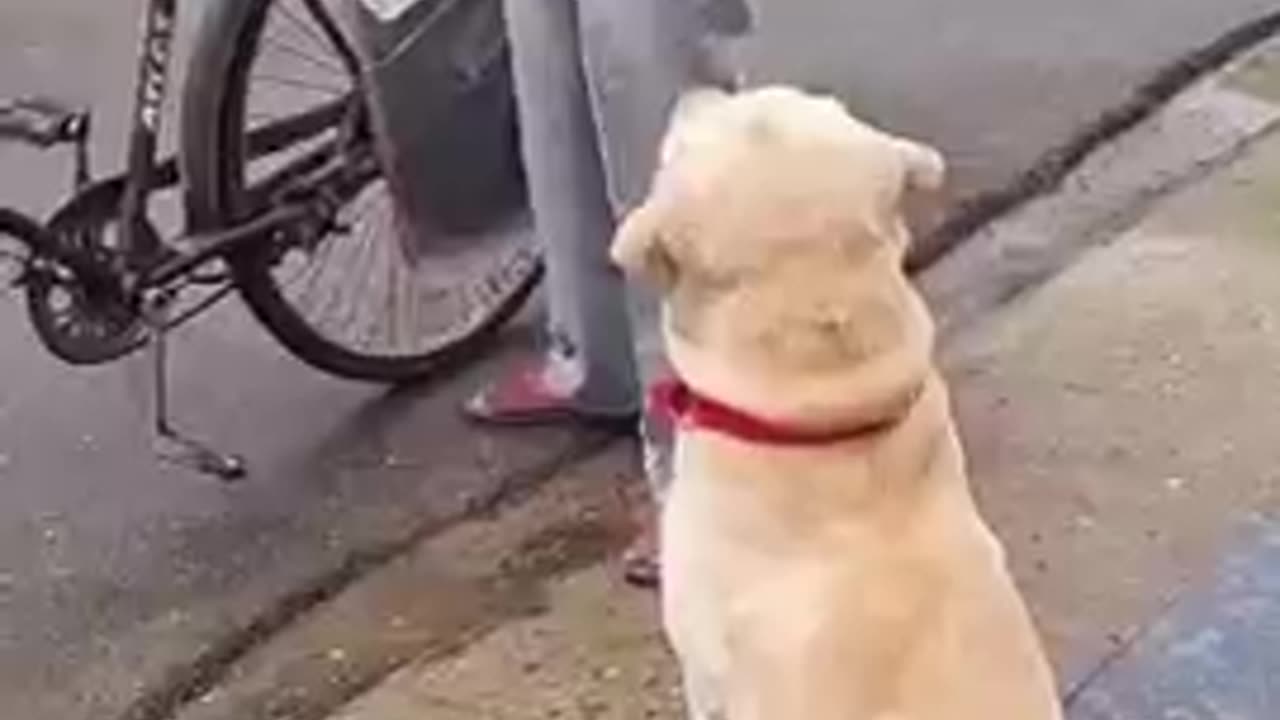 Brilliant dog