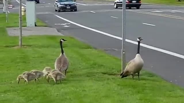 Canadian goose family is crossing the street