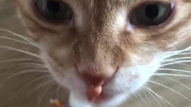 cat snack