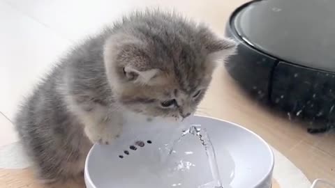 The cute cat drink a water.