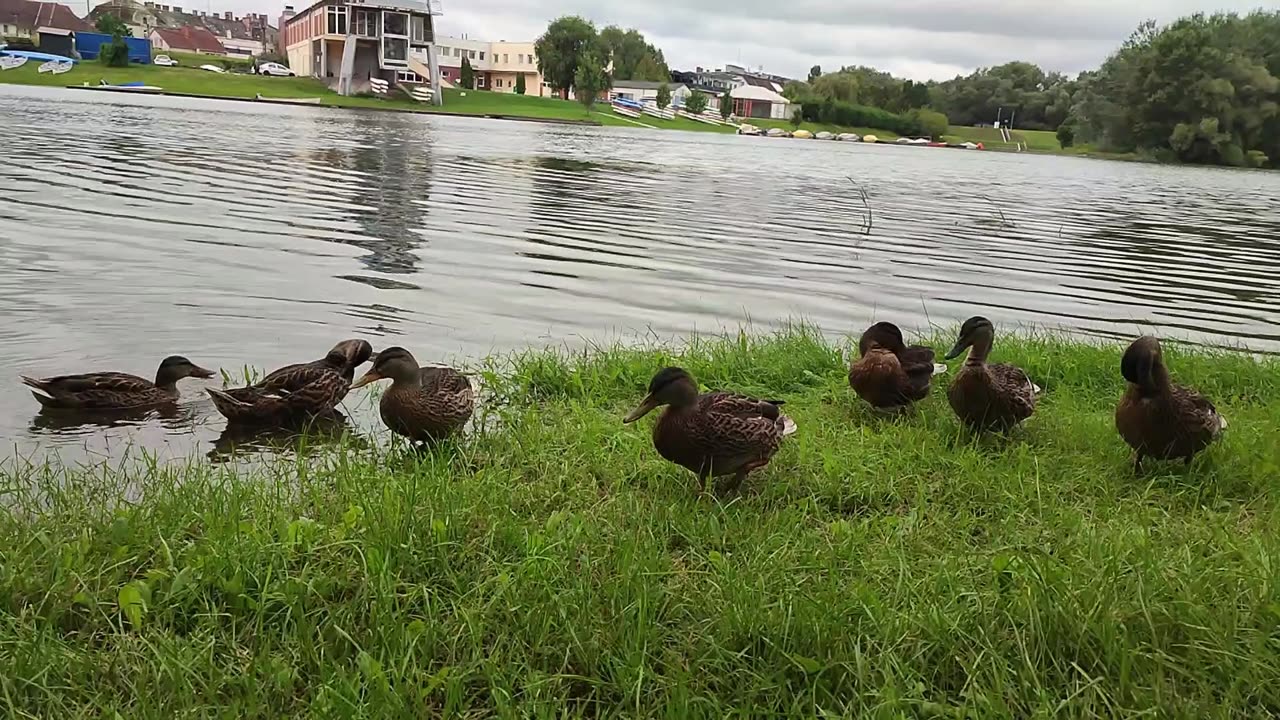 Lake in Hungary, Győr