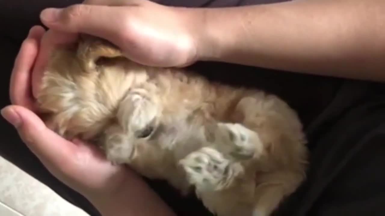 Tiny Puppy Laying In Its Owner's Arms And Lap, Stretching And Being Adorable