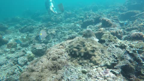 sea ​​landscape fishes