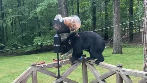 Bear Eats Out of Bird Feeder and Climbs Tree