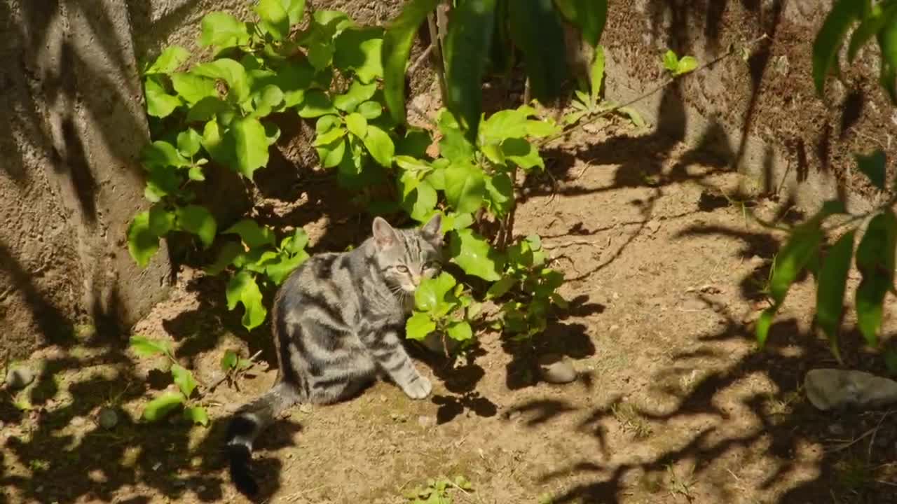 A cute relaxed cat