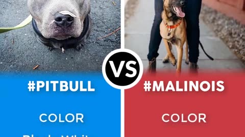 Pitbull Terrier VS Belgian Malinois